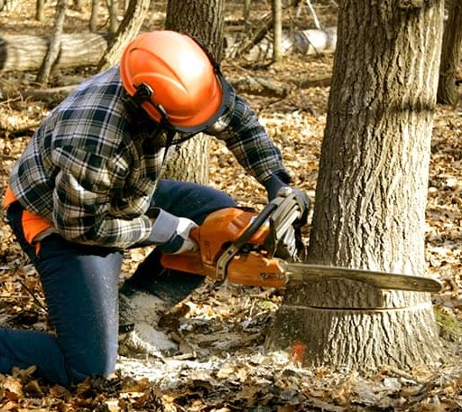 Tree Removal in Yosemite, KY